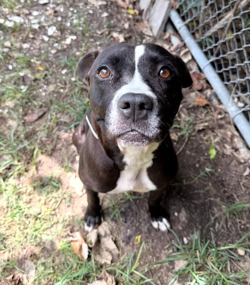 A young medium-sized female Black Pit Bull Terrier dog named Lollipop for adoption in Austin, TX