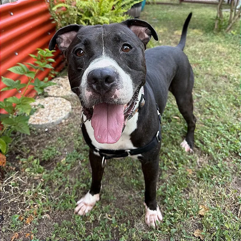An adult large-sized male Black Pit Bull Terrier dog named Ottie Pop for adoption in Austin, TX