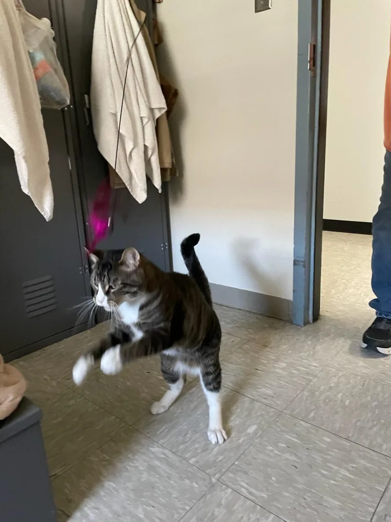 An adult medium-sized male Domestic Short Hair cat named Michaelangelo for adoption in Rochester, WA