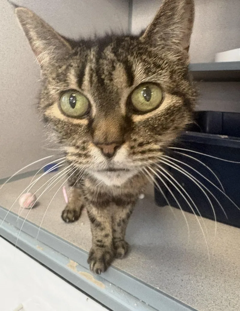 An adult medium-sized female Tabby (Brown / Chocolate) Domestic Short Hair cat named Carol for adoption in Grass Valley, CA