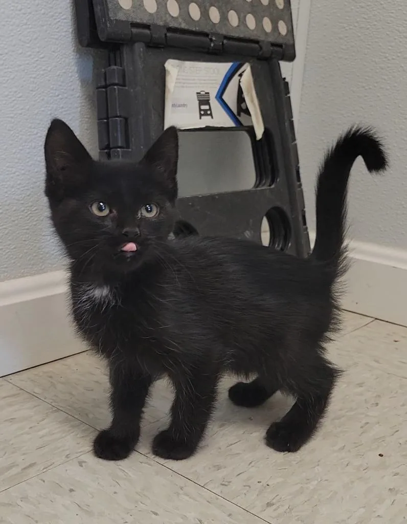A baby medium-sized male Domestic Short Hair cat named Dark for adoption in Sandusky, OH
