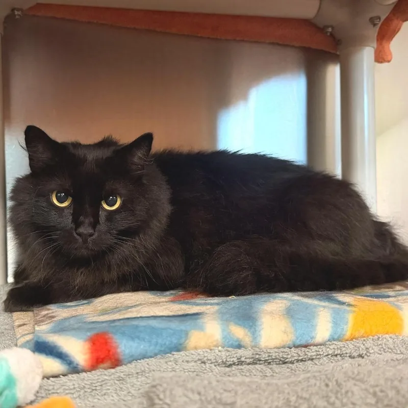 An adult large-sized male Black Domestic Short Hair cat named Binx for adoption in Springfield, MA