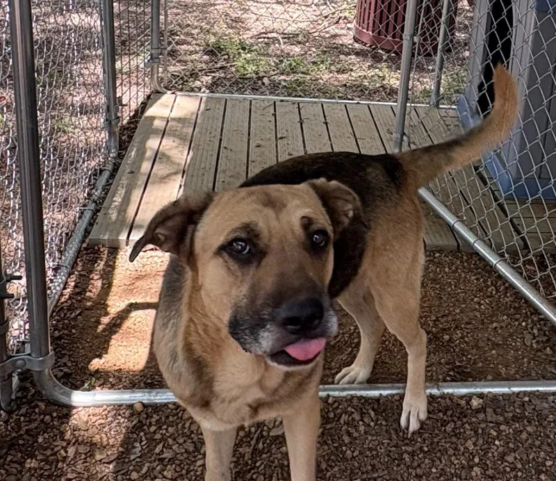 A young large-sized female Mixed Breed dog named Fidler  M Mississippi for adoption in Lockhart, TX