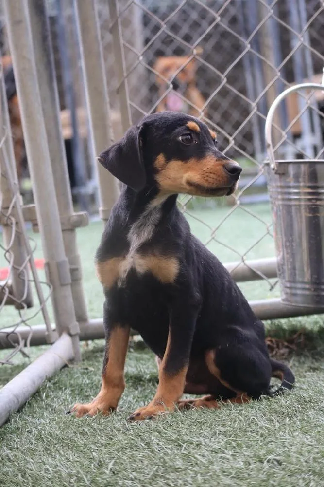 A baby medium-sized male Brown / Chocolate Hound dog named Ghost for adoption in Statesville, NC