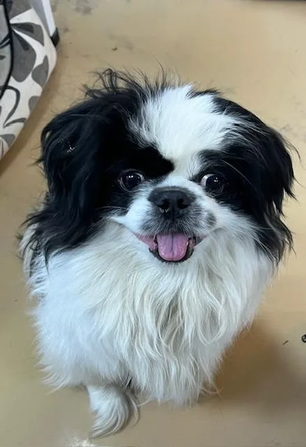 Bandit