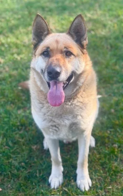 An adult large-sized male German Shepherd Dog dog named Max for adoption in Riverside, CA