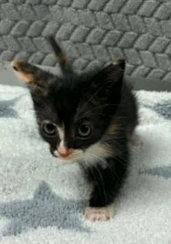 A baby small-sized female Domestic Short Hair cat named Goose for adoption in Lampasas, TX