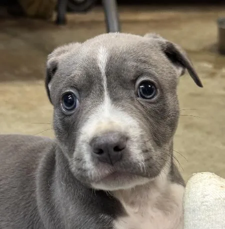 A baby medium-sized male Gray / Blue / Silver Wheaten Terrier dog named Cowboy Buckaroo for adoption in Andover, MA