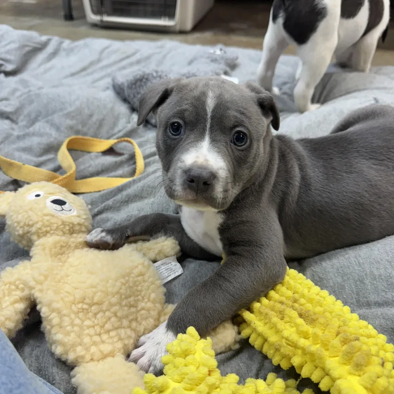 Cowboy Buckaroo thumbnail 2