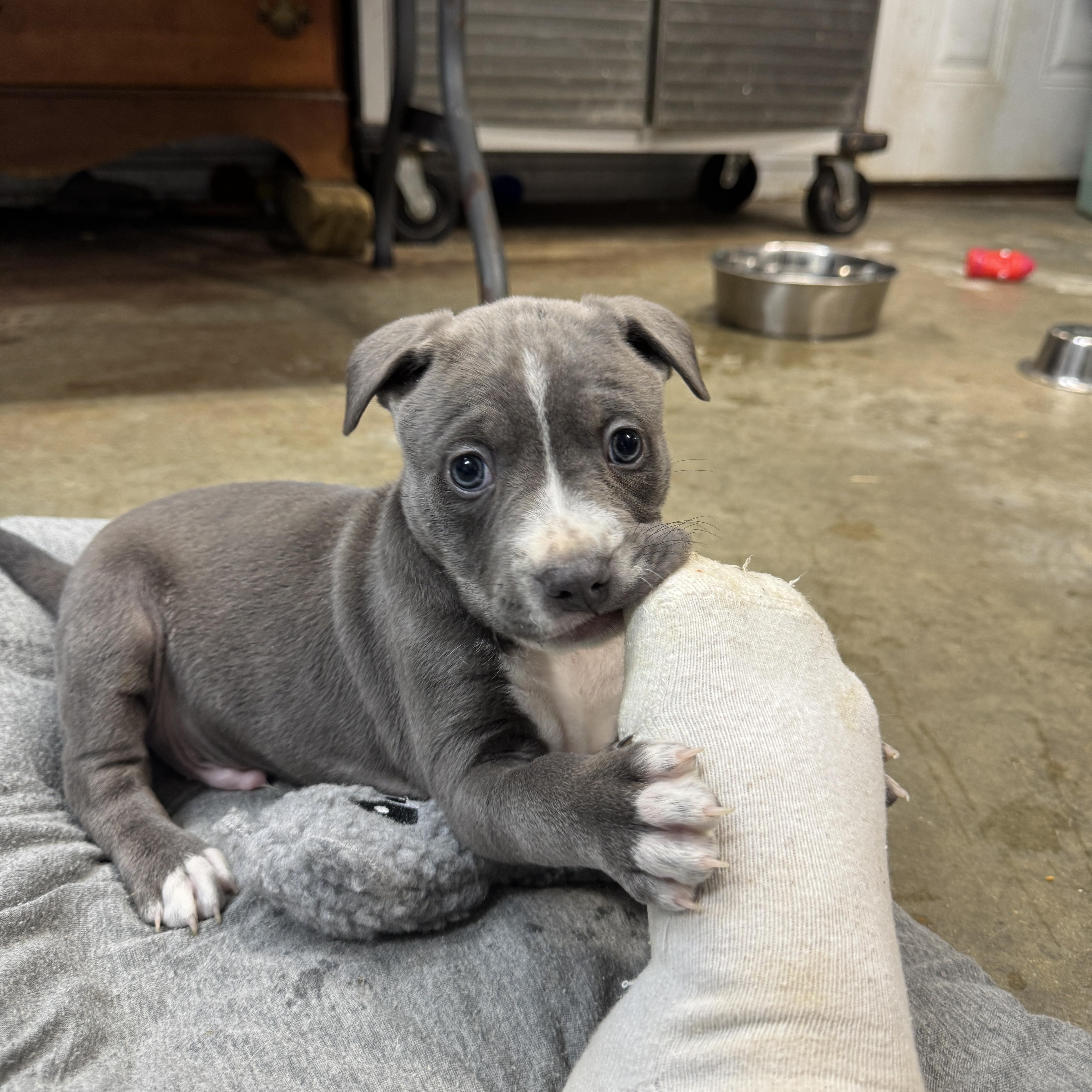 Cowboy Buckaroo thumbnail 3