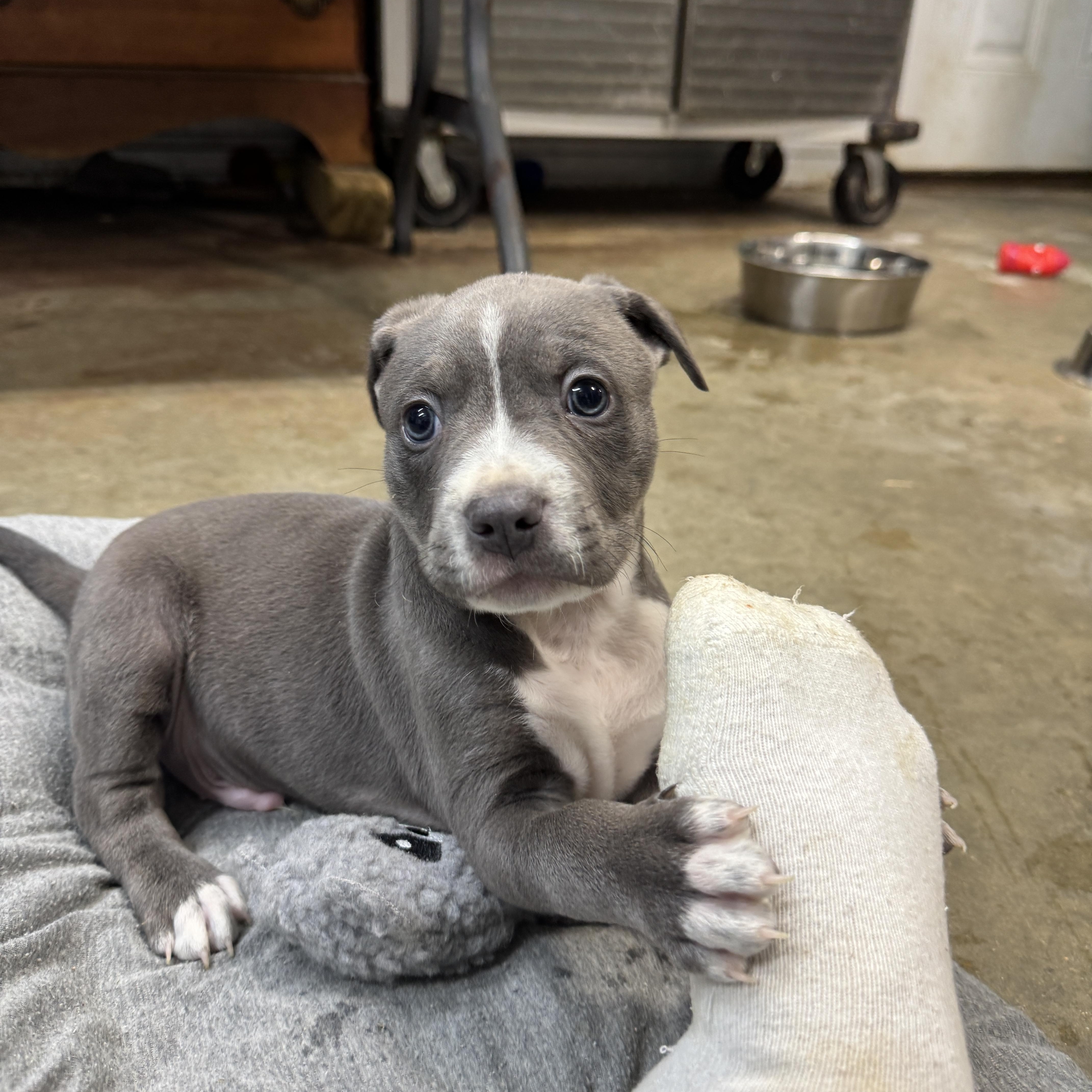 Cowboy Buckaroo thumbnail 4