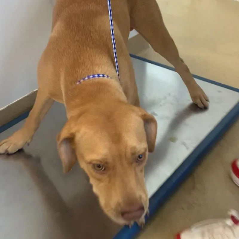 A young medium-sized male Mixed Breed dog named Simba for adoption in West Palm Beach, FL
