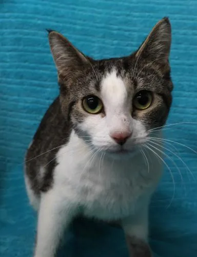 An adult medium-sized female Domestic Short Hair cat named Ebba for adoption in Thief River Falls, MN