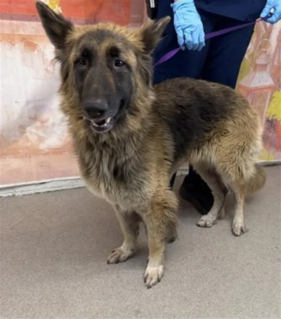 A young medium-sized female German Shepherd Dog dog named Belle for adoption in San Bernardino, CA