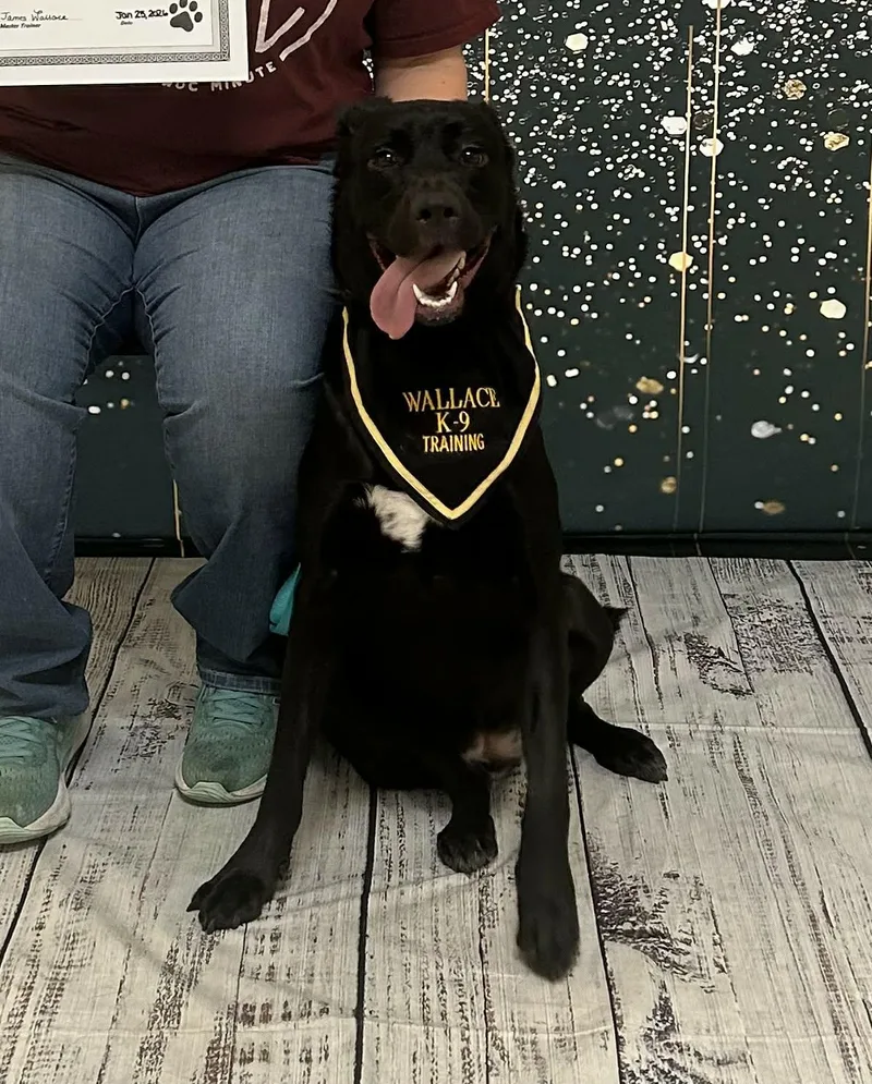 A young large-sized female Black Labrador Retriever dog named Poppy for adoption in Kissimmee, FL