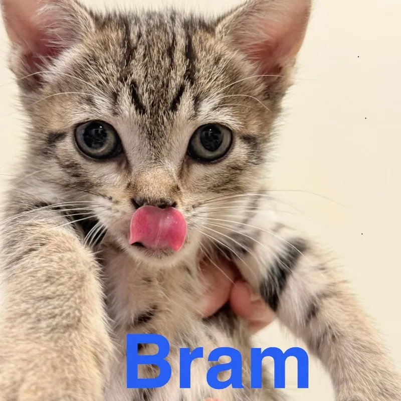 Bram thumbnail 4