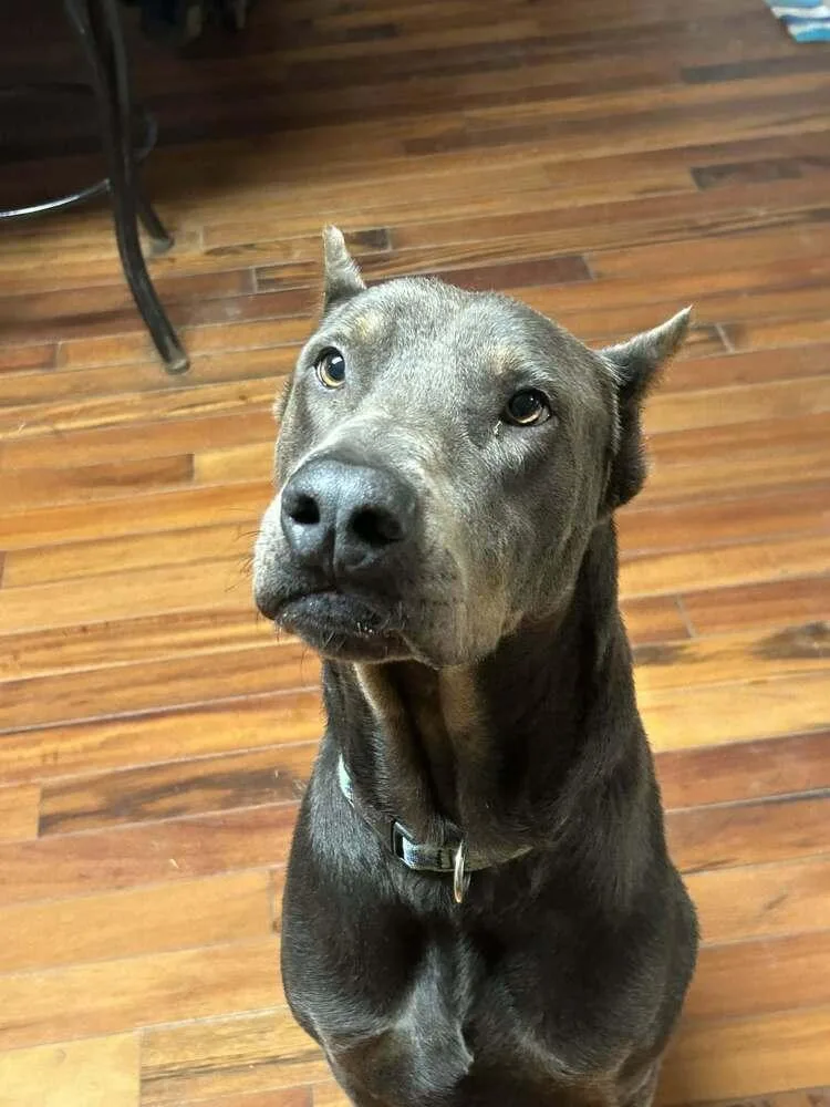 Grady 💜🤍 A thumbnail 2