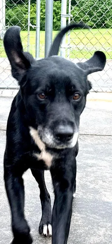 An adult medium-sized male Black Labrador Retriever dog named Merle for adoption in New Canaan, CT