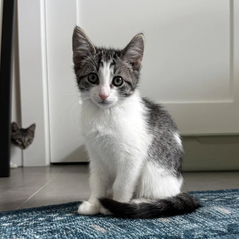 A baby small-sized female Gray / Blue / Silver Domestic Short Hair cat named Roxette for adoption in San Diego, CA