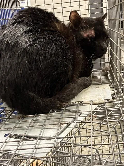 An adult medium-sized male Domestic Short Hair cat named Pep for adoption in Dallas, TX