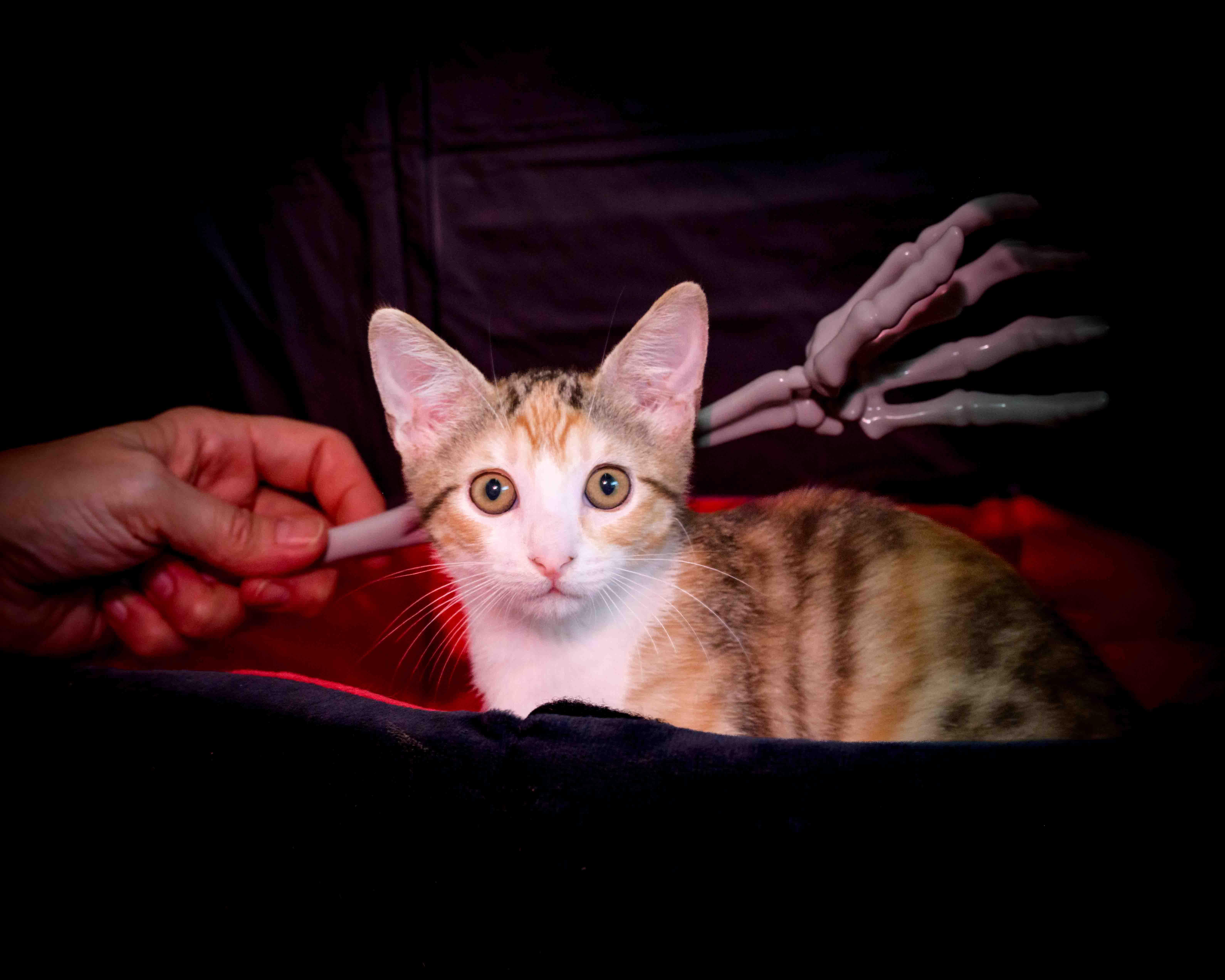 A young medium-sized female Tabby (Brown / Chocolate) Domestic Short Hair cat named Hermione for adoption in Jefferson, LA