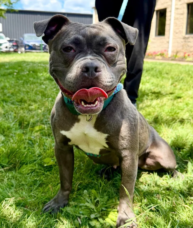 A young medium-sized female Gray / Blue / Silver American Bully dog named IsabelleDaniels for adoption in Boardman, OH