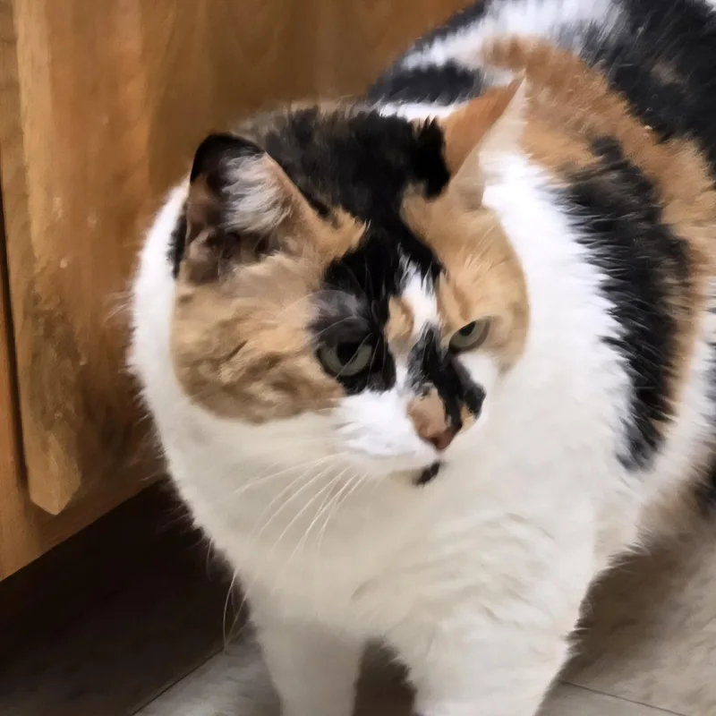 Fatricia thumbnail 2