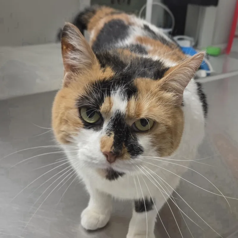 Fatricia thumbnail 3