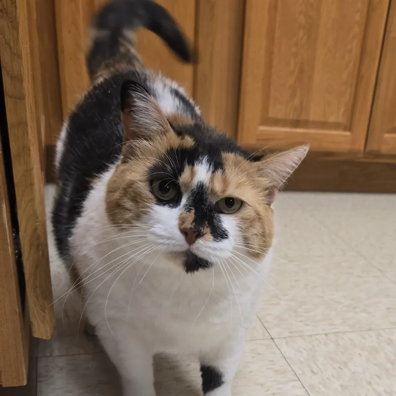 Fatricia thumbnail 4