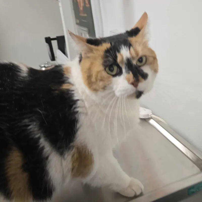 Fatricia thumbnail 5