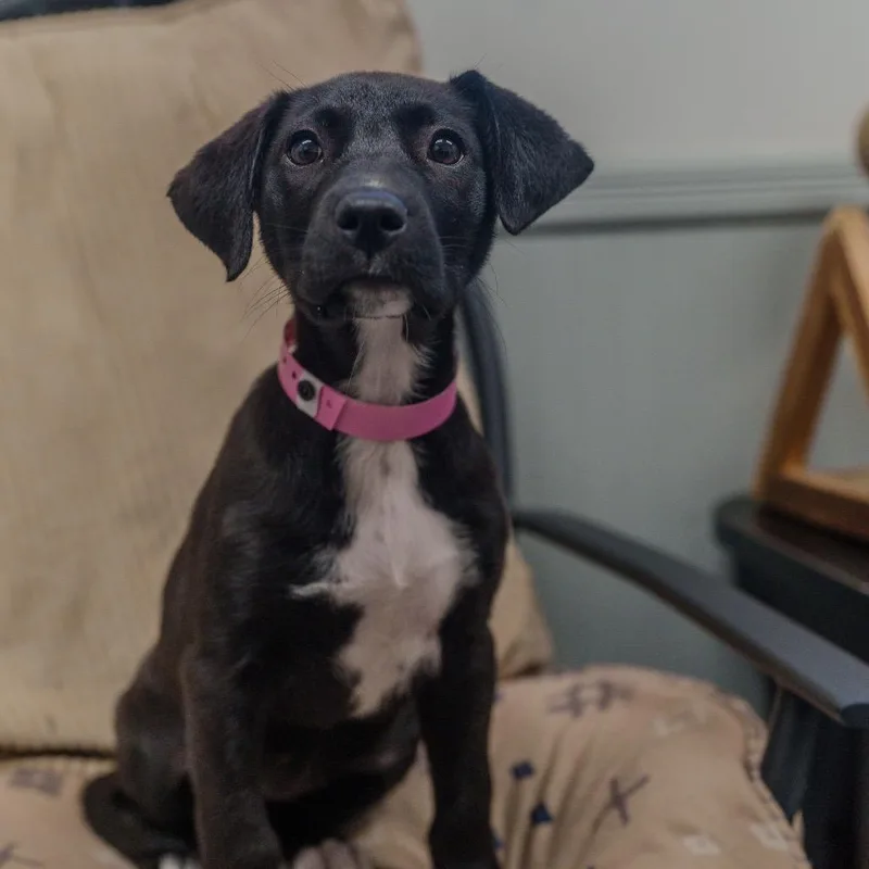 A baby medium-sized female Black Labrador Retriever dog named Josie for adoption in Pawling, NY