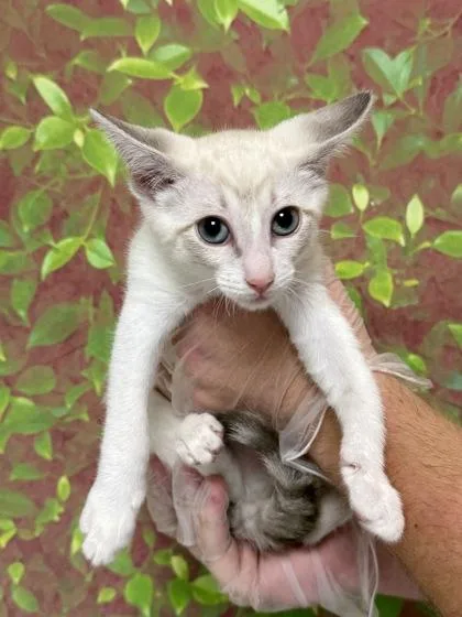 A young small-sized female Domestic Short Hair cat named Geri for adoption in San Antonio, TX