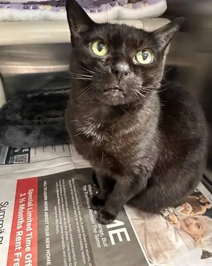 An adult large-sized female Domestic Short Hair cat named Fizz for adoption in Bridgewater, NJ