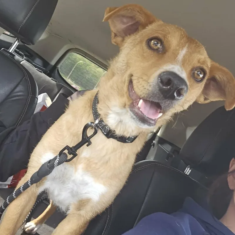 An adult small-sized female Yellow / Tan / Blond / Fawn Terrier dog named Cait for adoption in Alma, WI