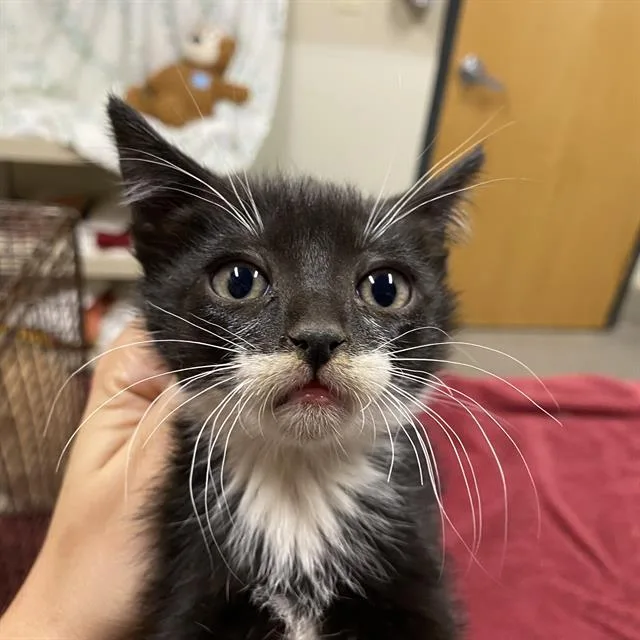 A baby small-sized female Domestic Medium Hair cat named A for adoption in Modesto, CA