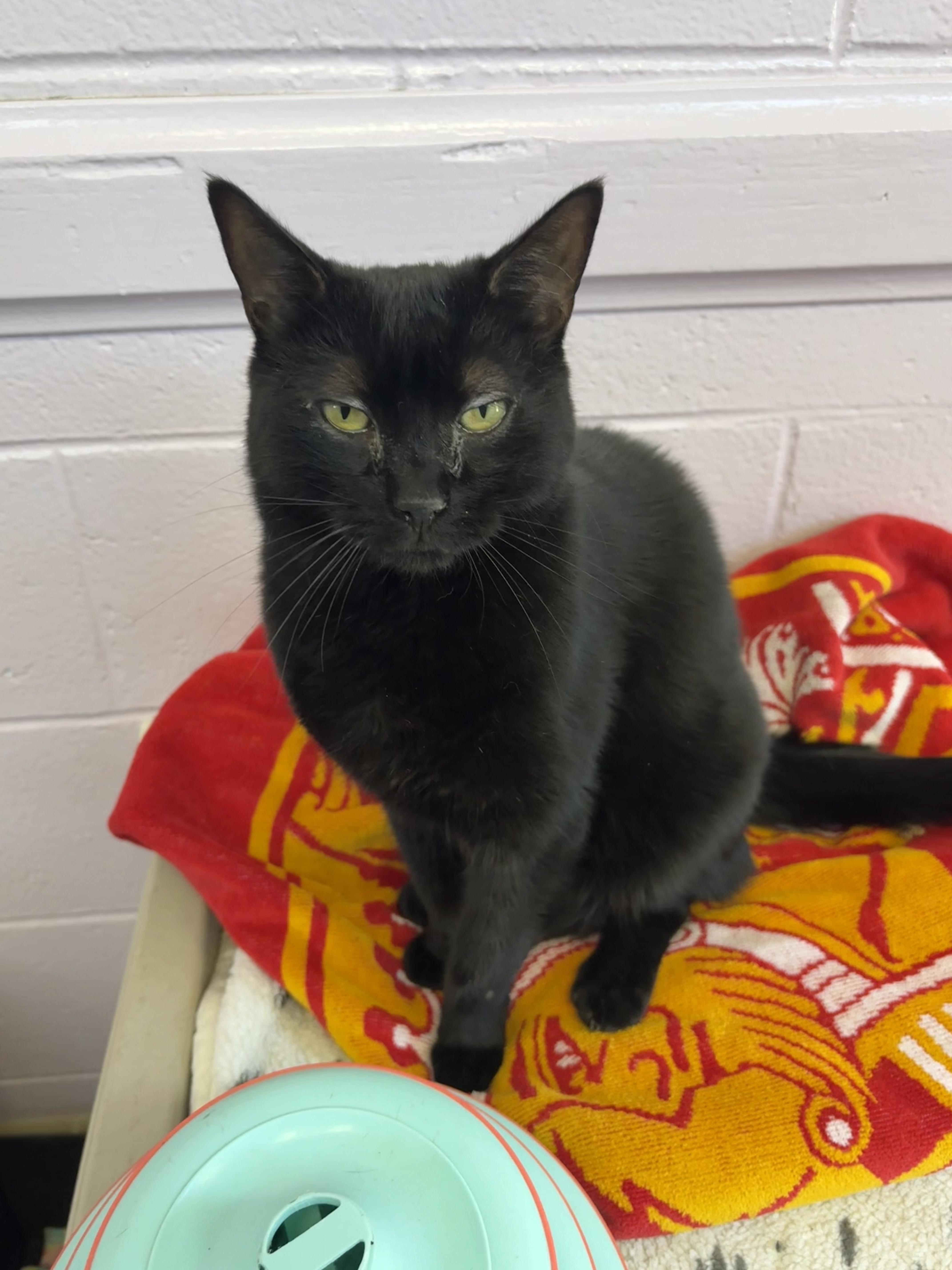 An adult medium-sized female Black Domestic Short Hair cat named Cher for adoption in Wantagh, NY