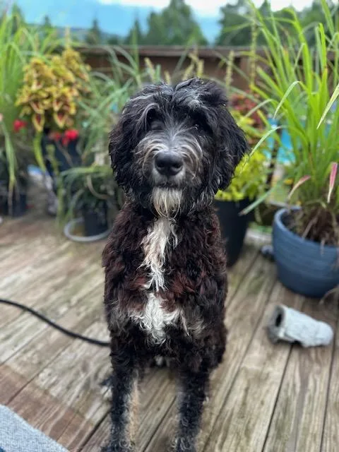 A young medium-sized male Black Labradoodle dog named Max for adoption in Andover, MA