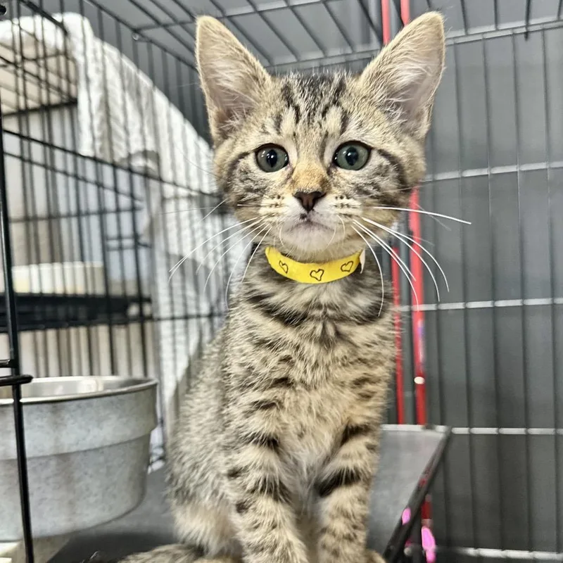 A baby small-sized female Brown / Chocolate Domestic Short Hair cat named Cobble LR for adoption in Union, MO