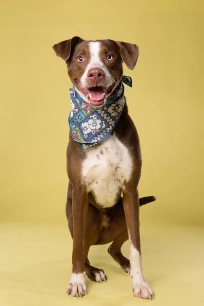 An adult large-sized male Labrador Retriever dog named Jeremy for adoption in Atlanta, GA