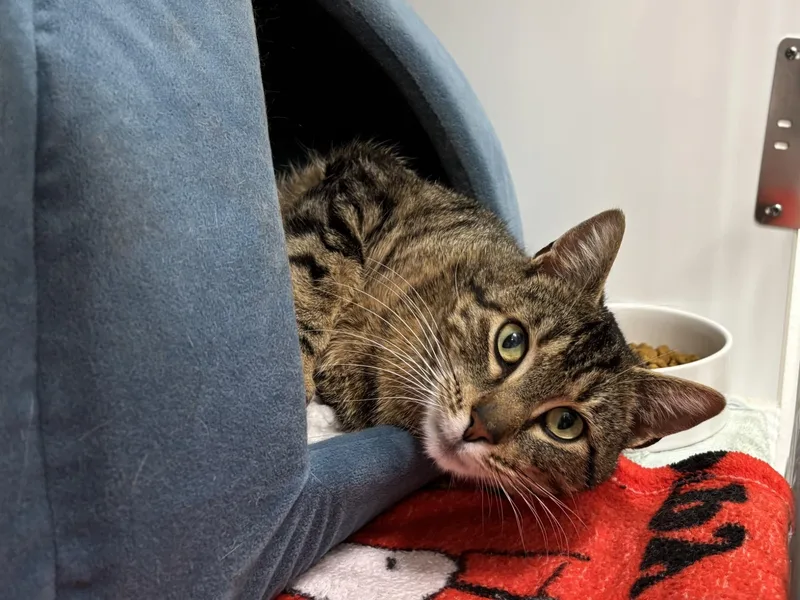 An adult medium-sized male Tabby (Buff / Tan / Fawn) Domestic Short Hair cat named Ty Ty for adoption in Grants Pass, OR