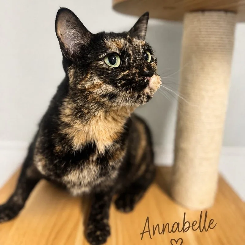 An adult medium-sized female Tortoiseshell Domestic Short Hair cat named Anabelle for adoption in Brownsboro, AL
