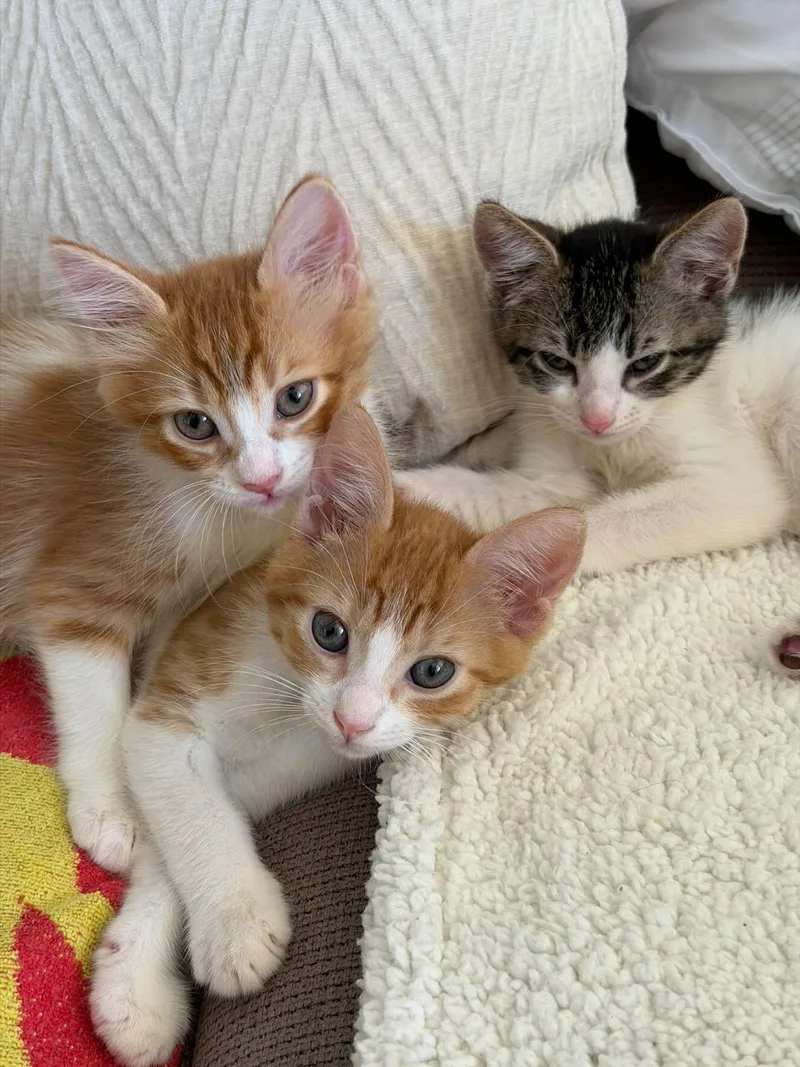 A baby small-sized male Domestic Short Hair cat named Radar for adoption in EWA BEACH, HI