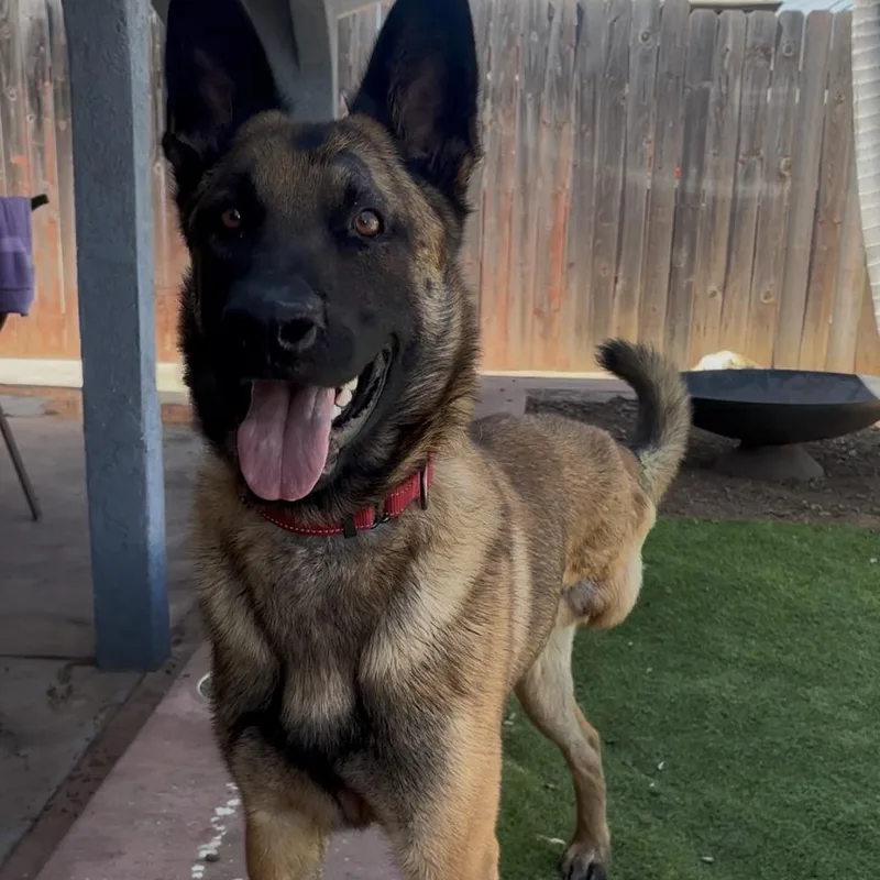 A young large-sized male Belgian Shepherd / Malinois dog named Gator for adoption in Virginia Beach , VA