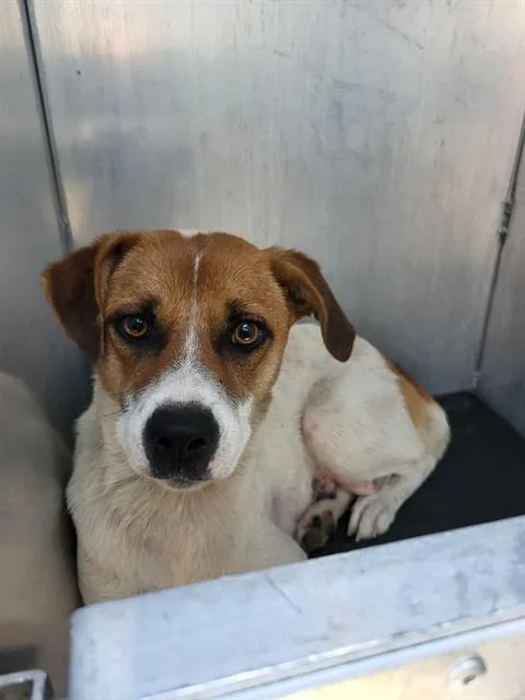 An adult medium-sized female Terrier dog named Flor for adoption in San Antonio, TX