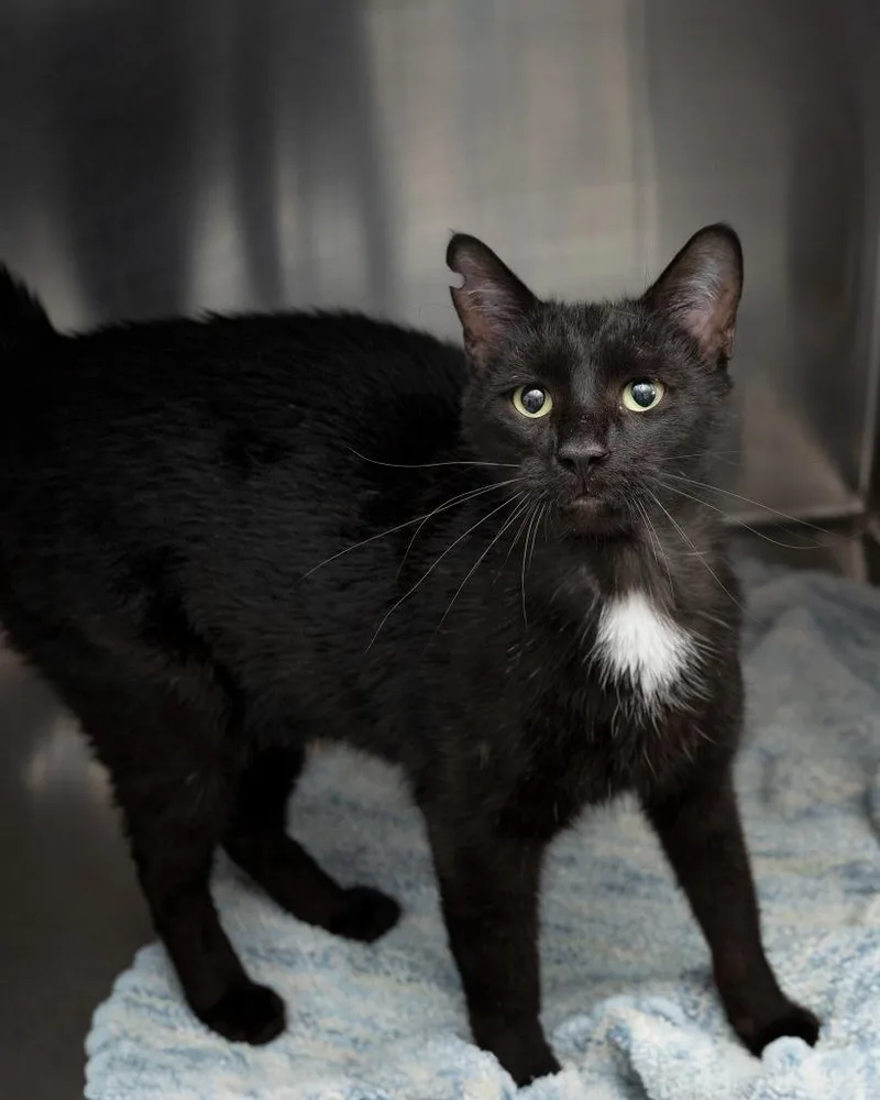 A young medium-sized male Domestic Short Hair cat named Kenworth for adoption in Boone, IA