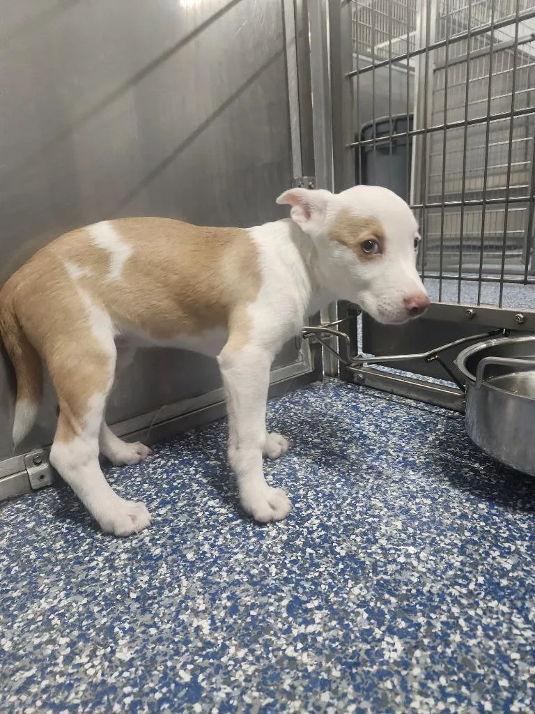 A baby small-sized female Terrier dog named Siri for adoption in Maumelle, AR