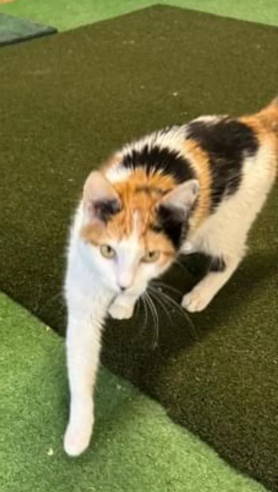 An adult small-sized female Domestic Short Hair cat named Layla for adoption in Telford, PA