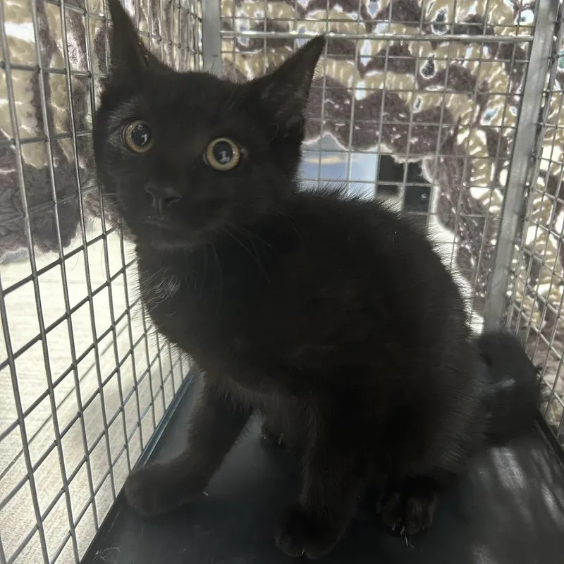A baby small-sized male Black Domestic Short Hair cat named Galactus for adoption in Newark, NJ