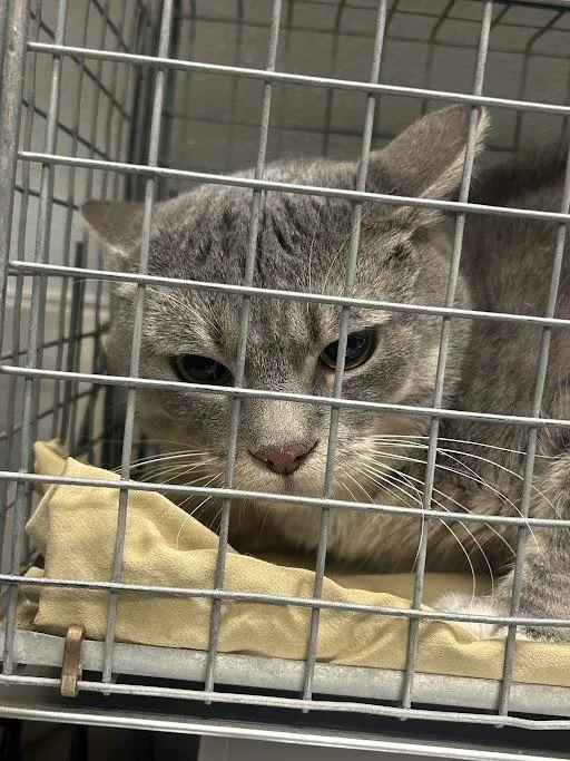 A young medium-sized male American Shorthair cat named Vice for adoption in Las Vegas, NV