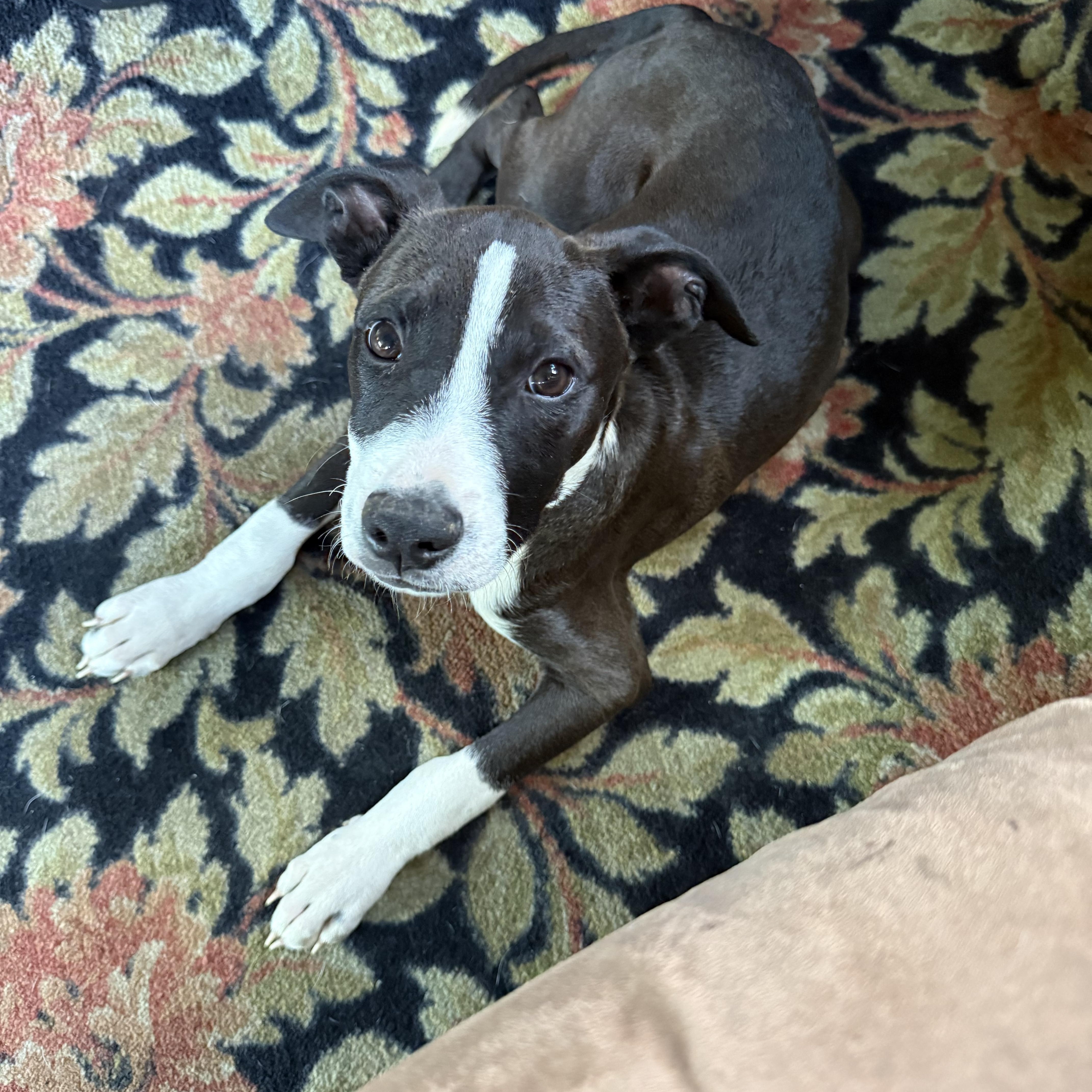 A baby medium-sized male American Staffordshire Terrier dog named Will Wood for adoption in Portland, ME